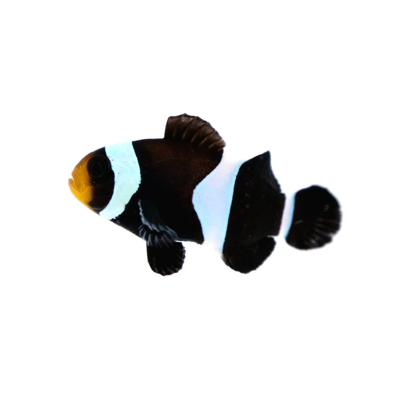 Black Clownfish