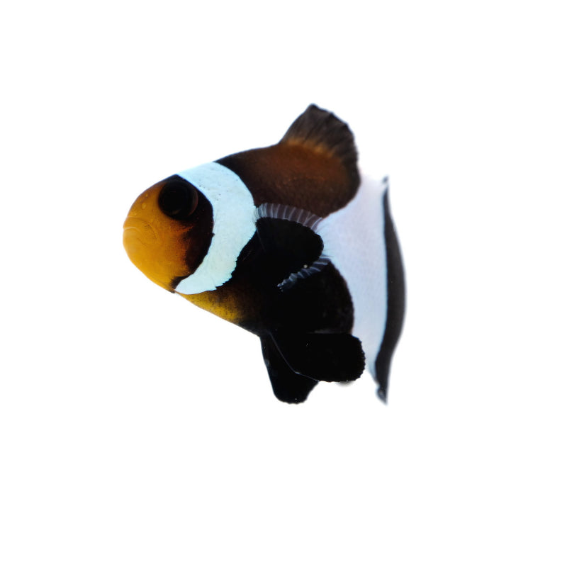 Black Clownfish