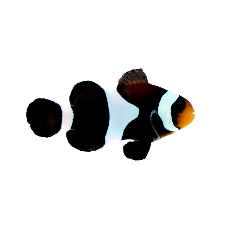 Black Clownfish