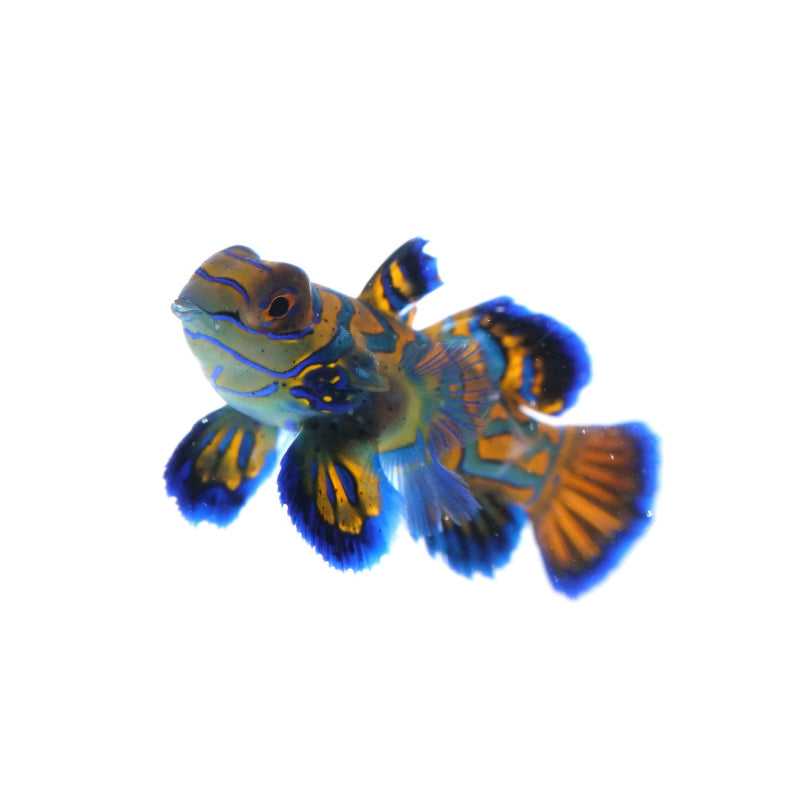 Mandarinfish