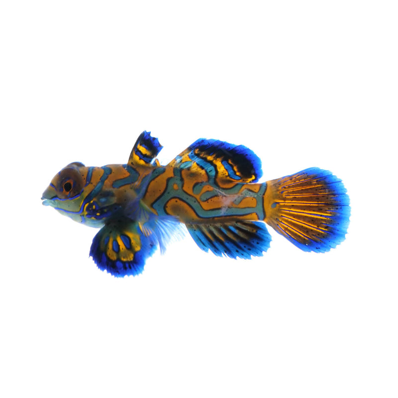 Mandarinfish