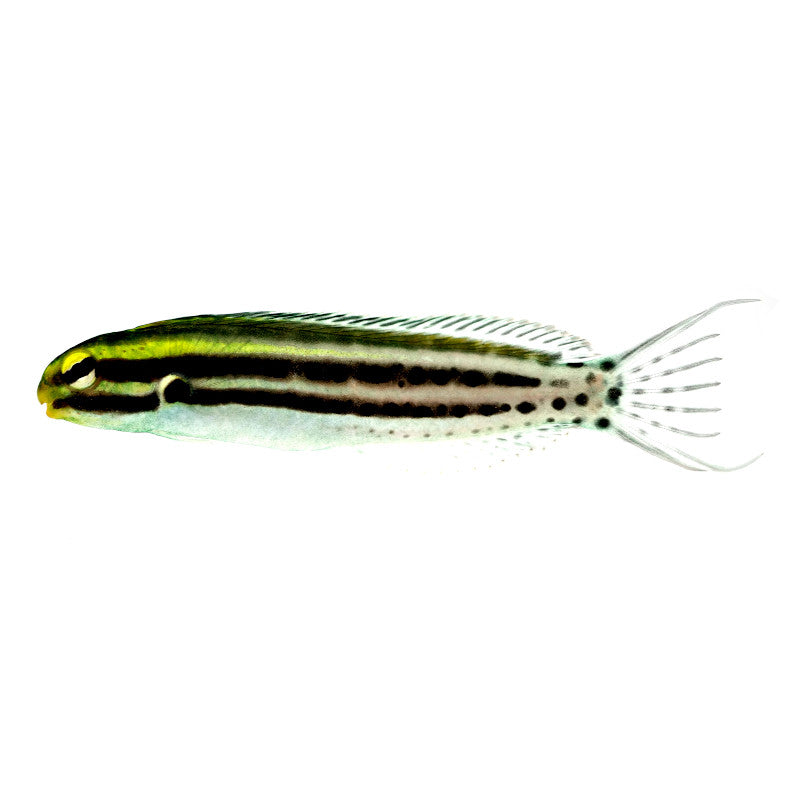 Zebra Blenny