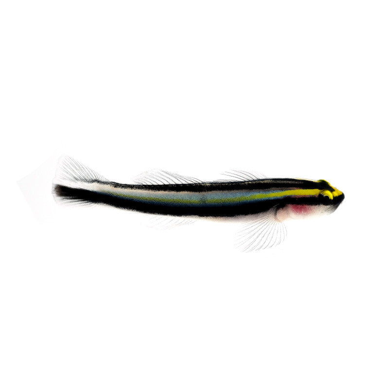 Sharknose Goby