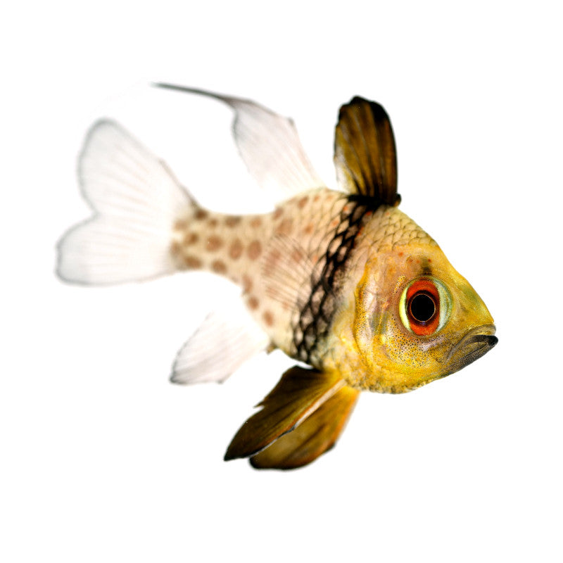 Pajama Cardinalfish