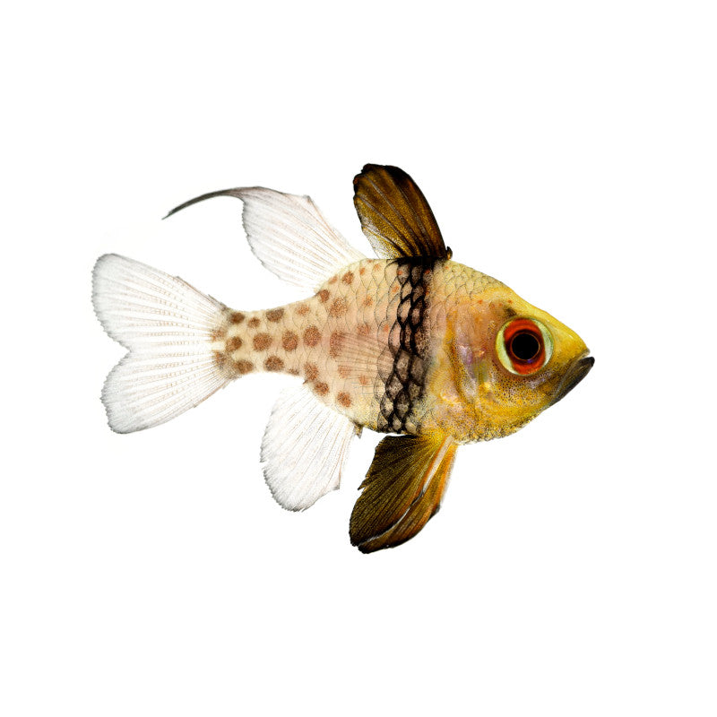 Pajama Cardinalfish