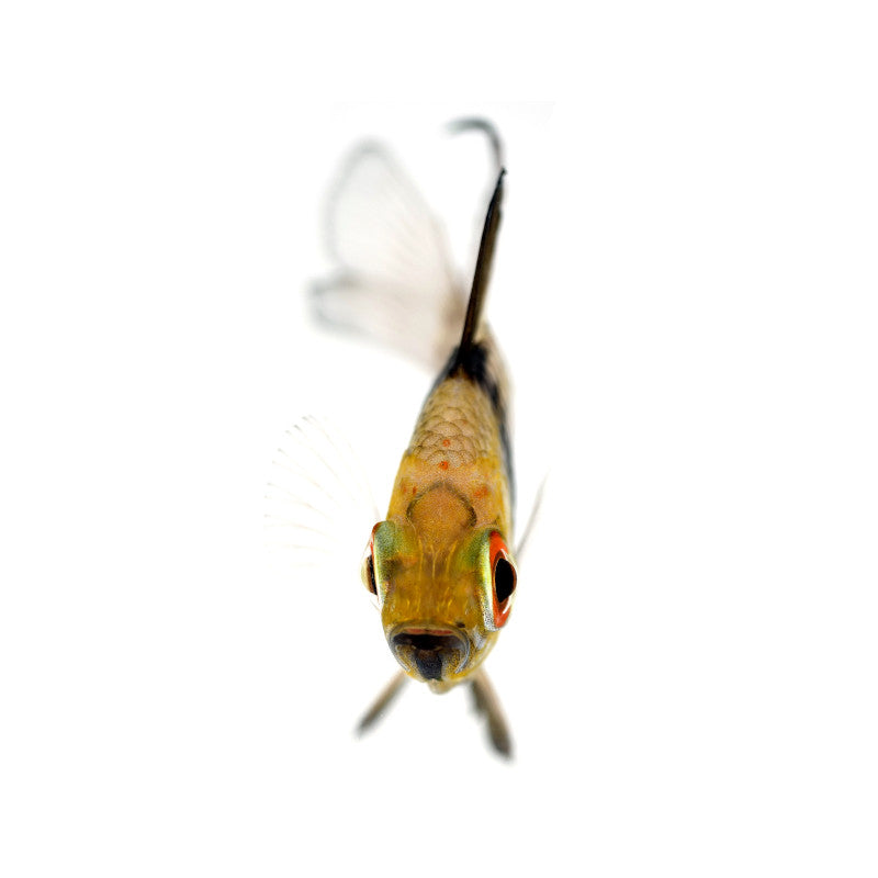 Pajama Cardinalfish