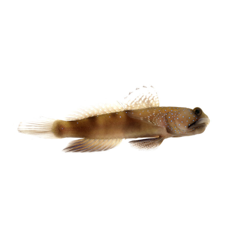 Watchman Goby