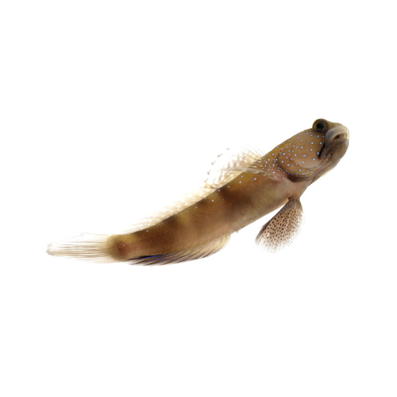 Watchman Goby