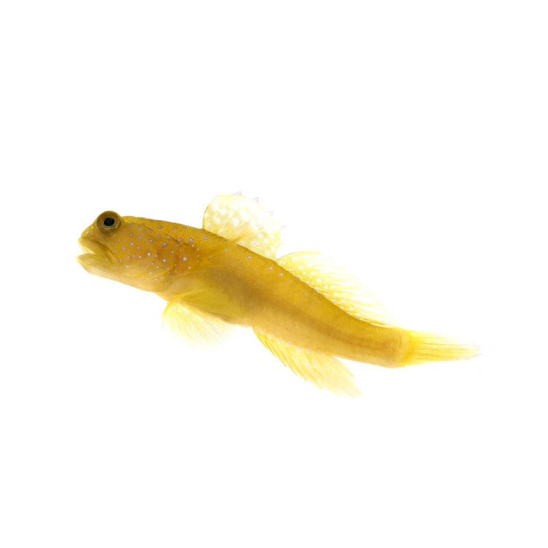 Watchman Goby