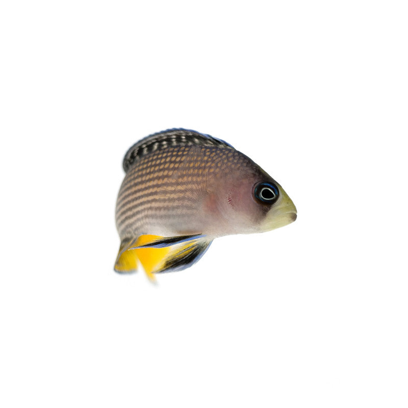 Magnificent dwarf cichlid from captivity - colorful