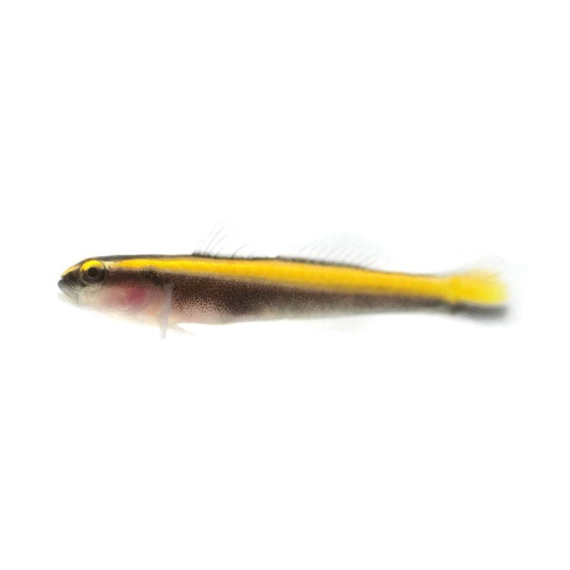 Yellow Neon Goby