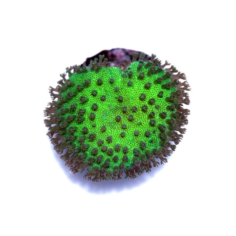 Sarcophyton 'Neon'