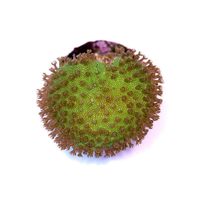 Sarcophyton 'Neon'