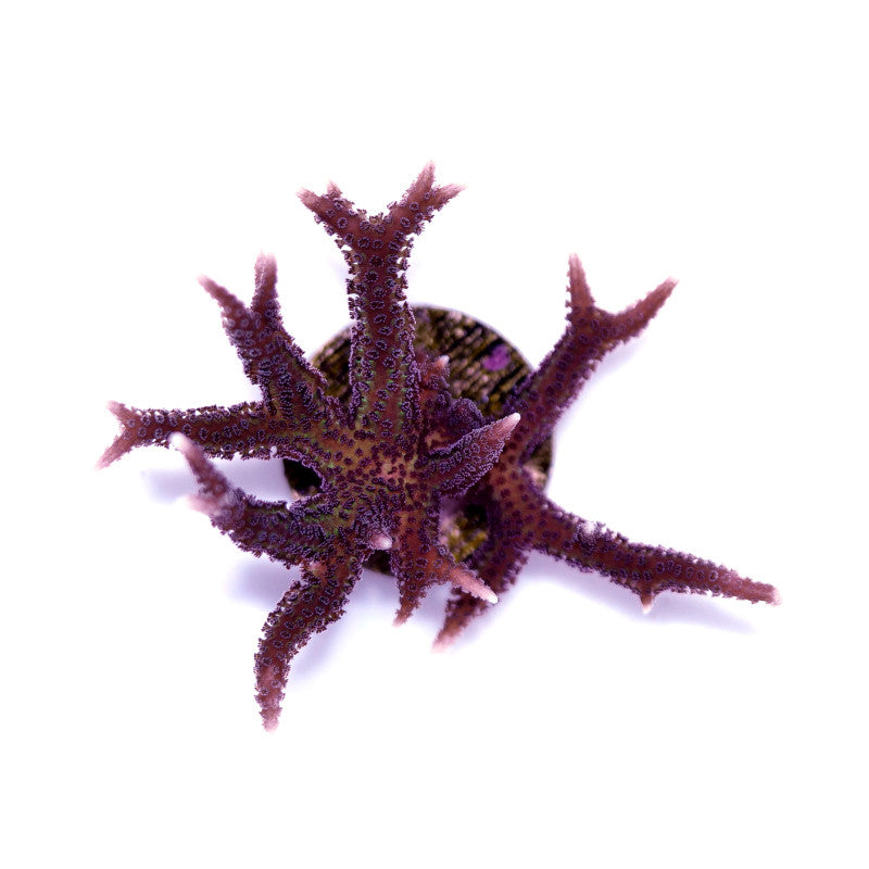 Seriatopora hystrix 'Bicolor'