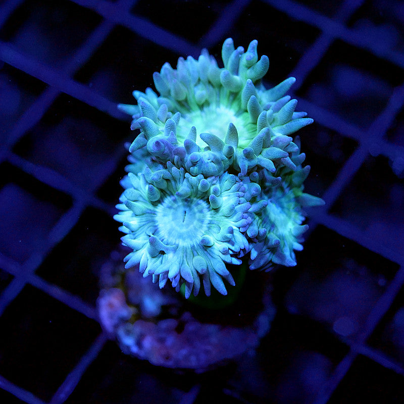 Duncanopsammia axifuga 'Green'