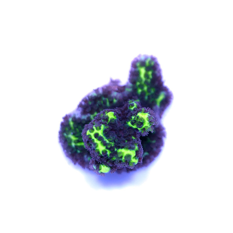 Buy Montipora confusa - brown polyps on green