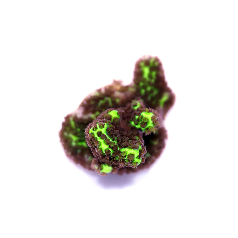 Buy Montipora confusa - brown polyps on green