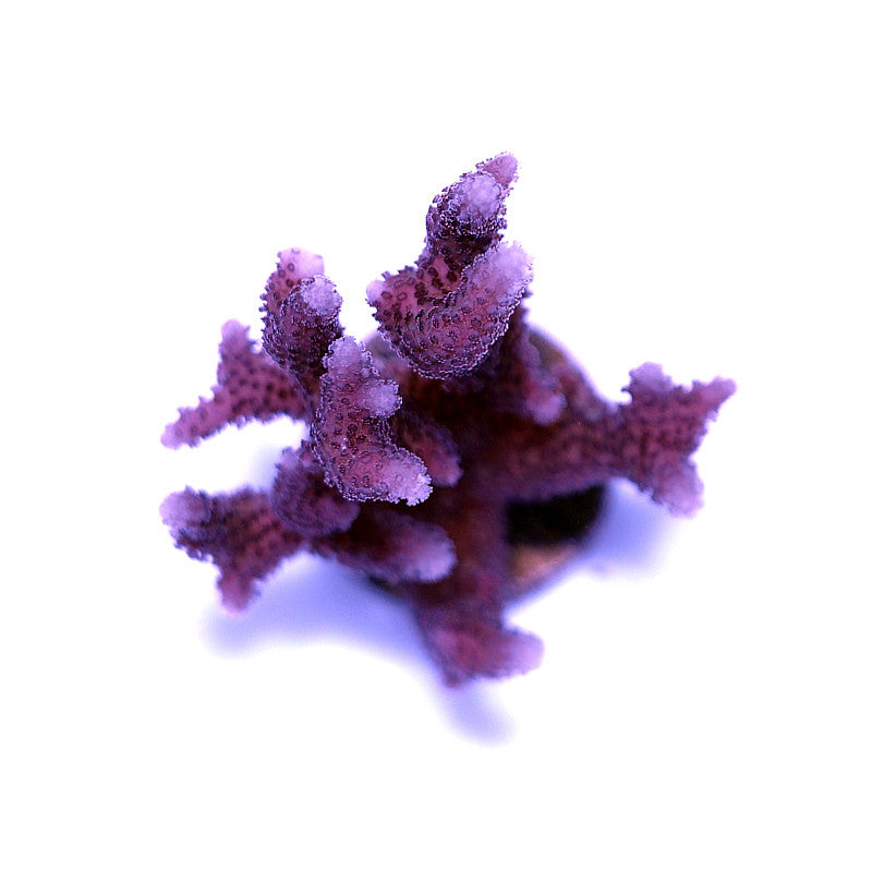 Pieces of the Ocean Pink Seriatopora Caliendrum