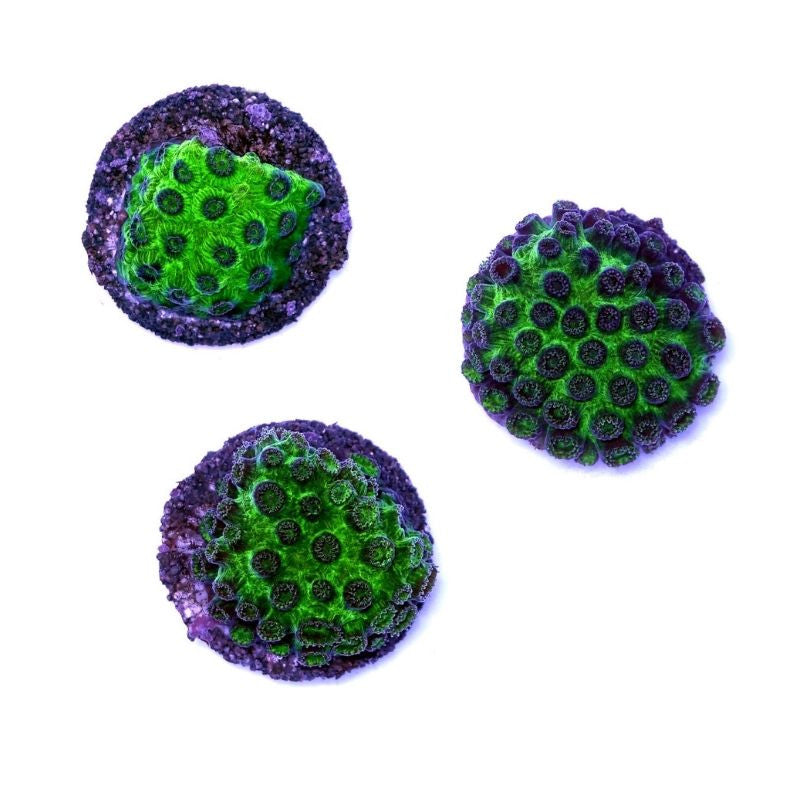 Cyphastrea sp. 'Metallic Green'