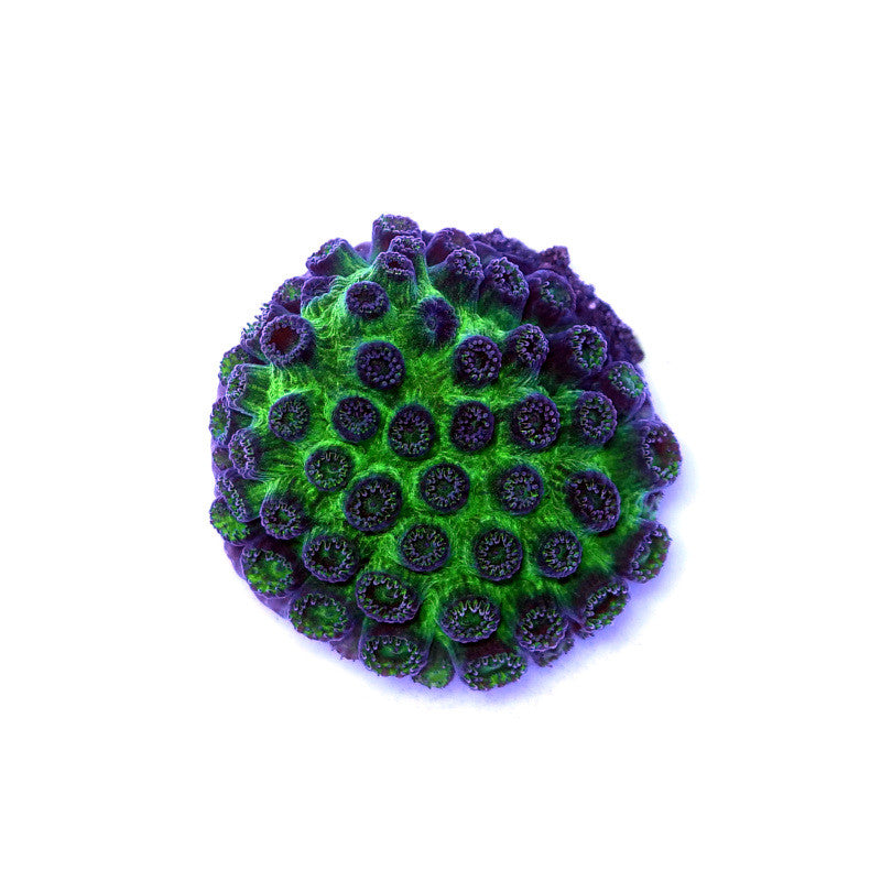 Cyphastrea sp. 'Metallic Green'