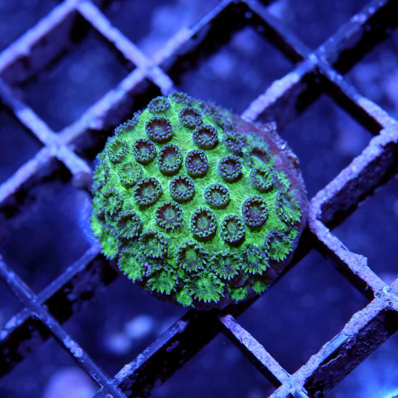 Cyphastrea sp. 'Metallic Green'