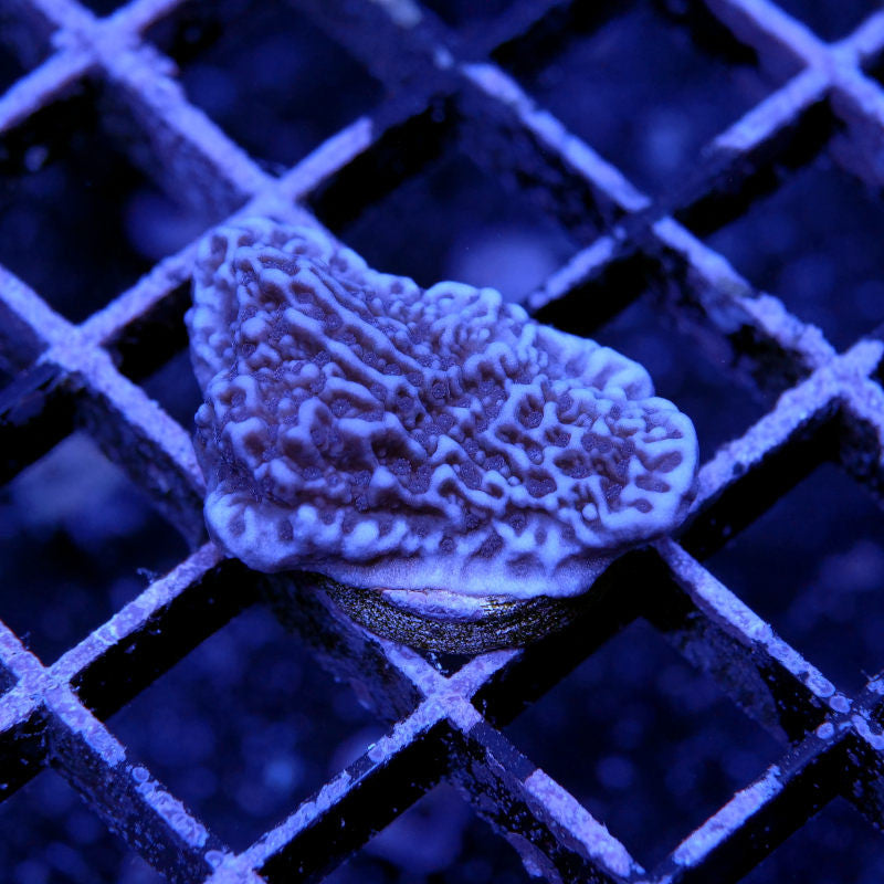 Montipora sp. 'Purple Cap'