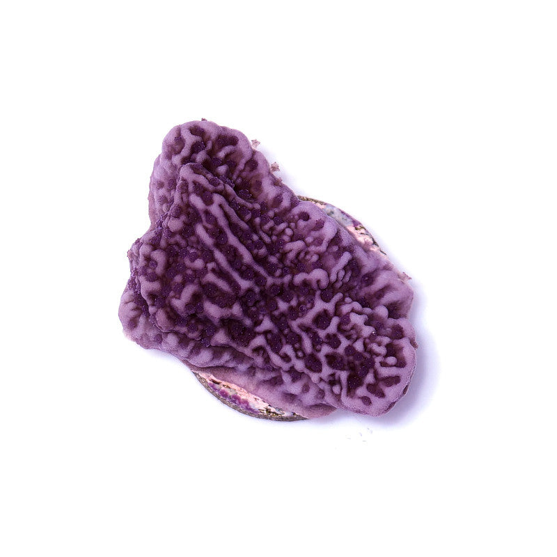 Montipora sp. 'Purple Cap'