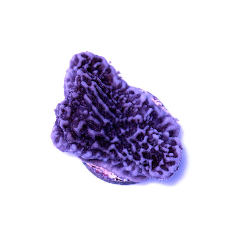 Montipora sp. 'Purple Cap'