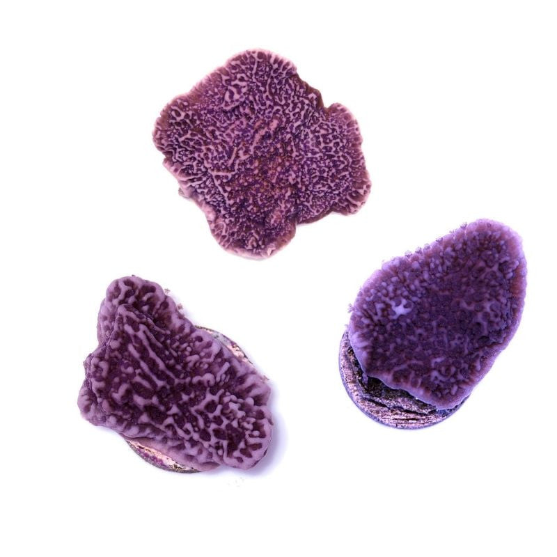 Montipora sp. 'Purple Cap'