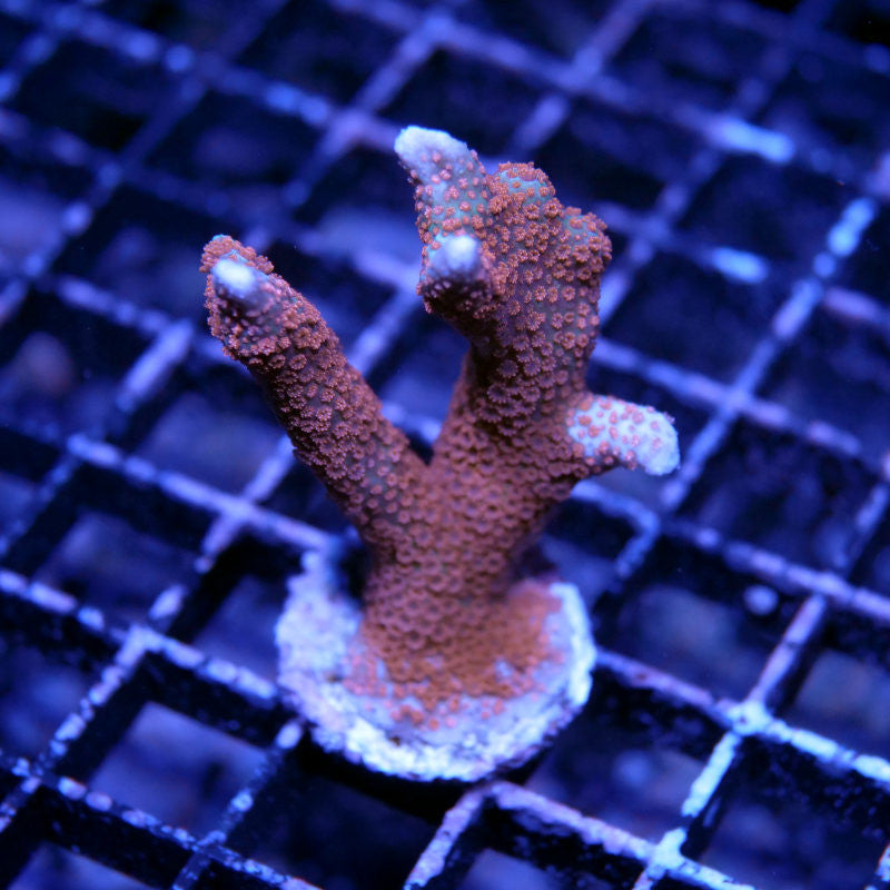 Montipora sp. 'Forest Fire'