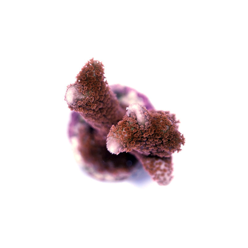 Montipora sp. 'Forest Fire'