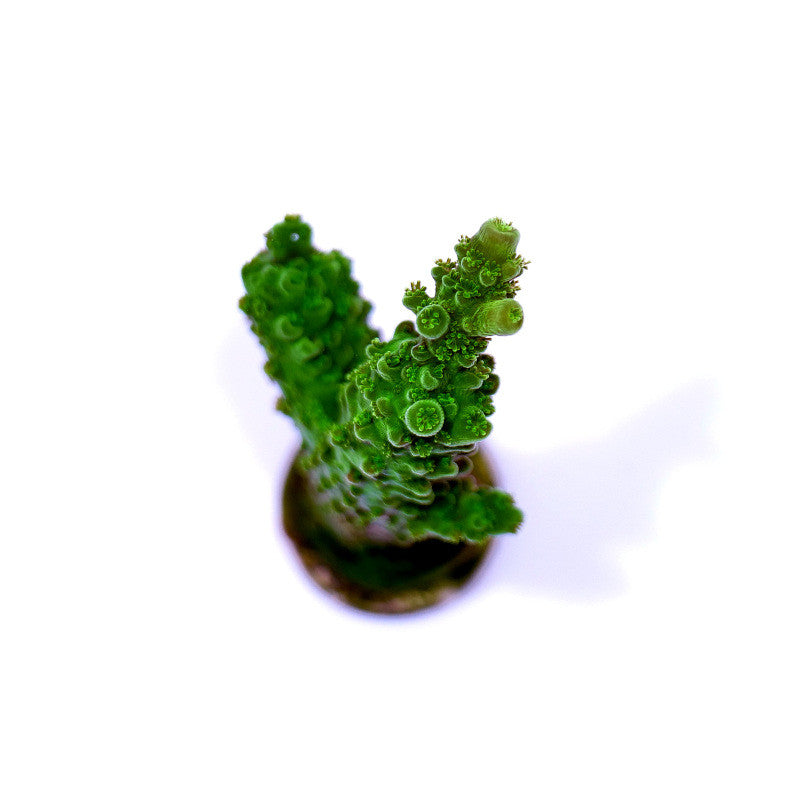 Acropora sp. 'Green Slimer'