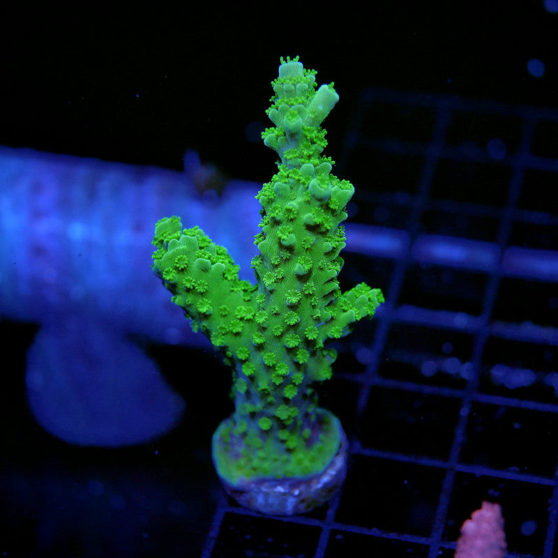 Acropora sp. 'Green Slimer'