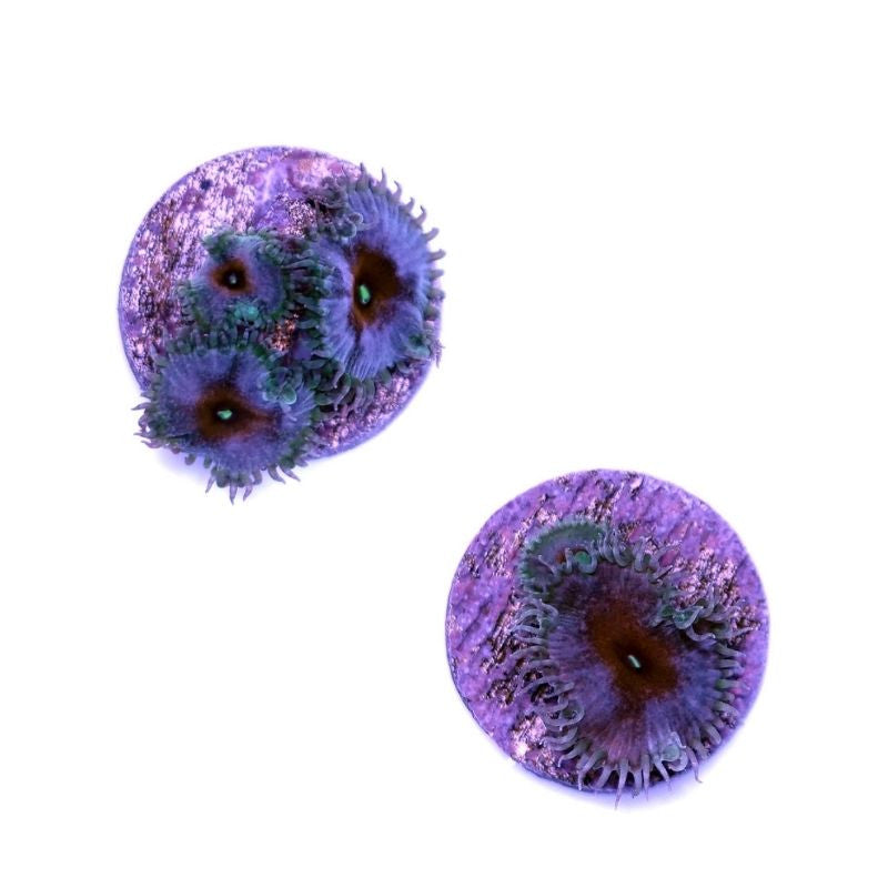 Palythoa sp. 'Captain America'