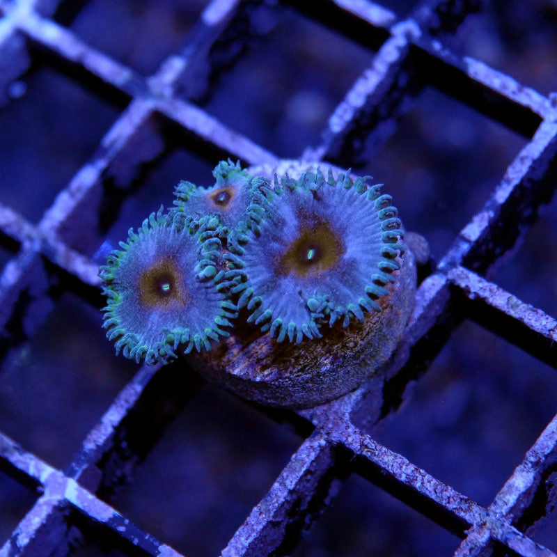 Palythoa sp. 'Captain America'