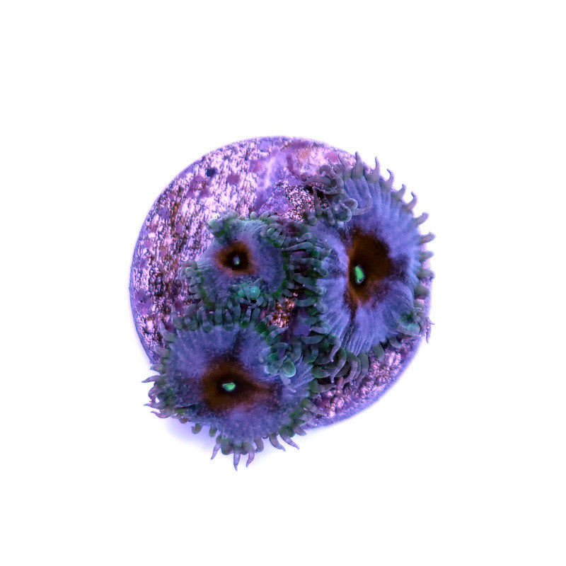 Palythoa sp. 'Captain America'