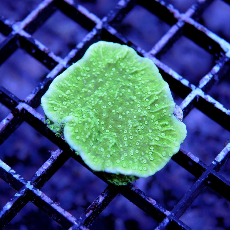 Montipora sp. 'Neon Green Cap'