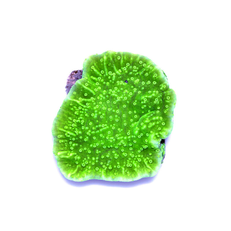 Montipora sp. 'Neon Green Cap'