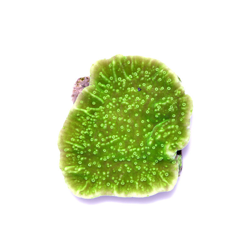 Montipora sp. 'Neon Green Cap'