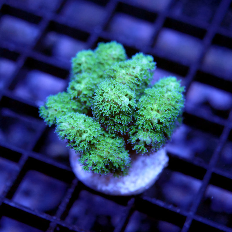 Pocillopora sp. 'Hairy Green'