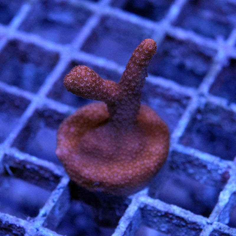 Montipora digitata 'Red'