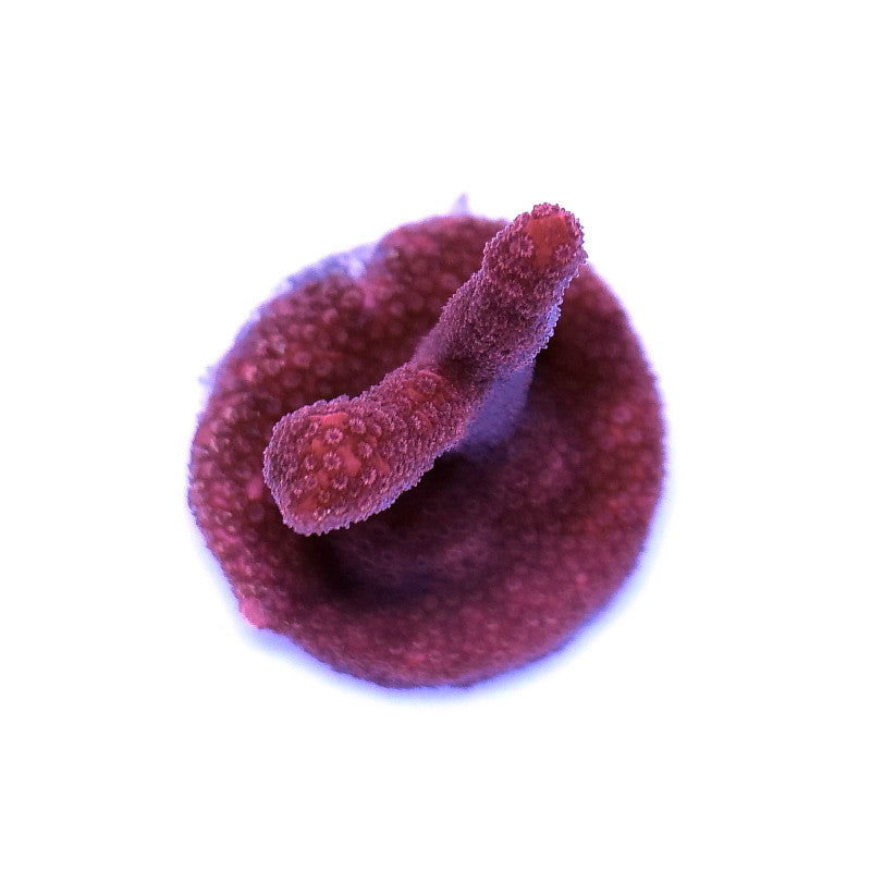 Montipora digitata 'Red'