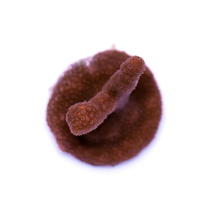 Montipora digitata 'Red'