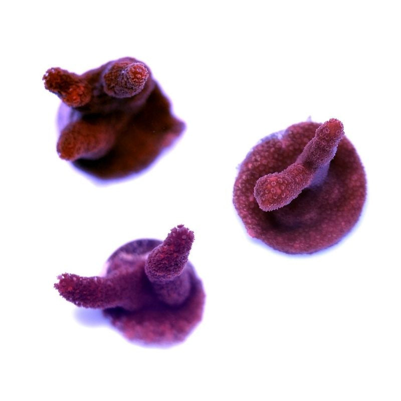 Montipora digitata 'Red'