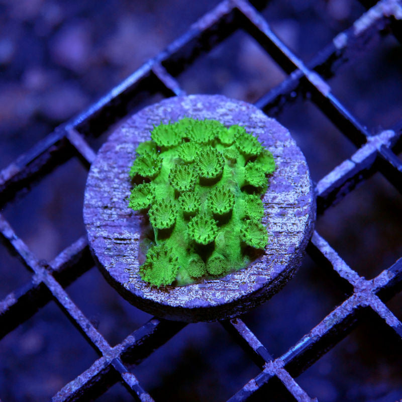 Cyphastrea sp. 'Lime Green'