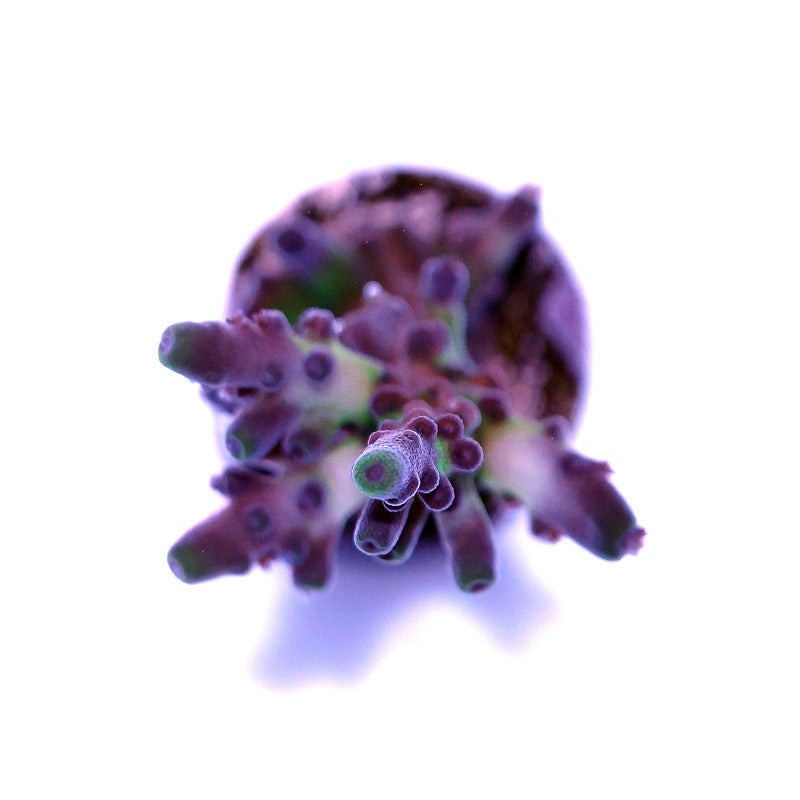 Acropora sp. 'Frogskin'