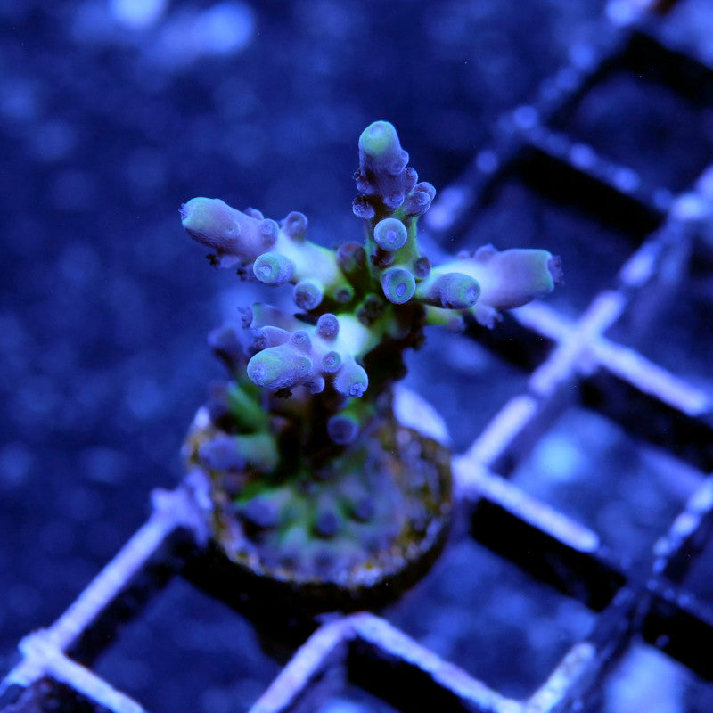 Acropora sp. 'Frogskin'