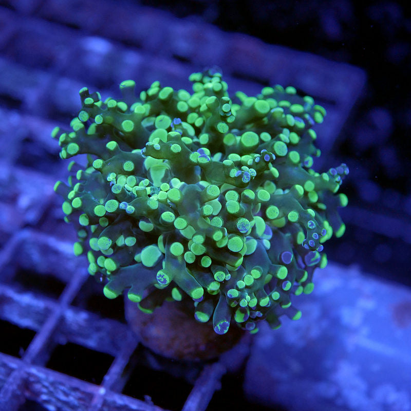 Euphyllia paradivisa