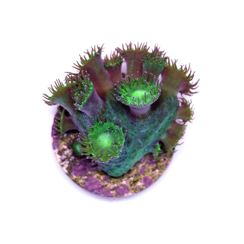 Turbinaria sp. 'Radioactive'