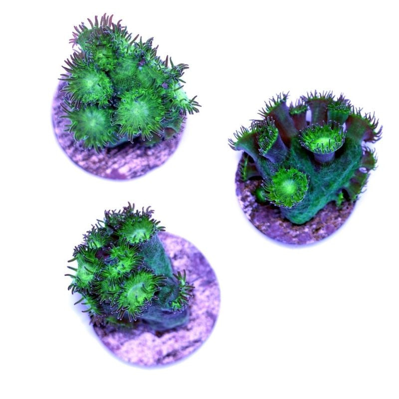 Turbinaria sp. 'Radioactive'